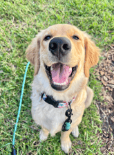charliee_thegolden